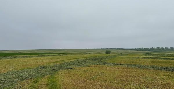 В Україні стартували аукціони з суборенди пасовищ і сіножатей
