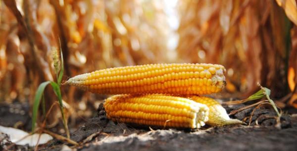 У новому сезоні Україна збере понад 30 млн т кукурудзи — прогноз USDA