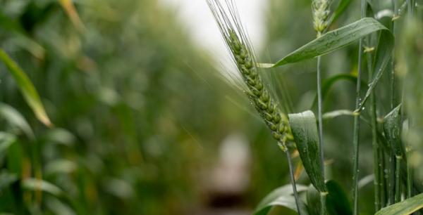 Фахівці USDA оприлюднили перший прогноз виробництва пшениці на сезон 2025